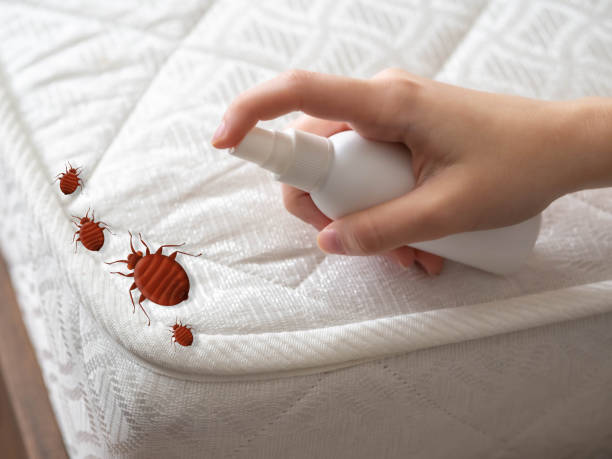 Best Spider Control Near Me  in Middlebury, IN
