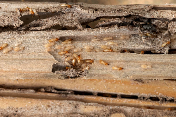 Best Pest Control Near Me in Middlebury, IN